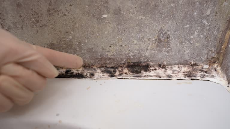 Best Mold Prevention Services  in Elkland, PA